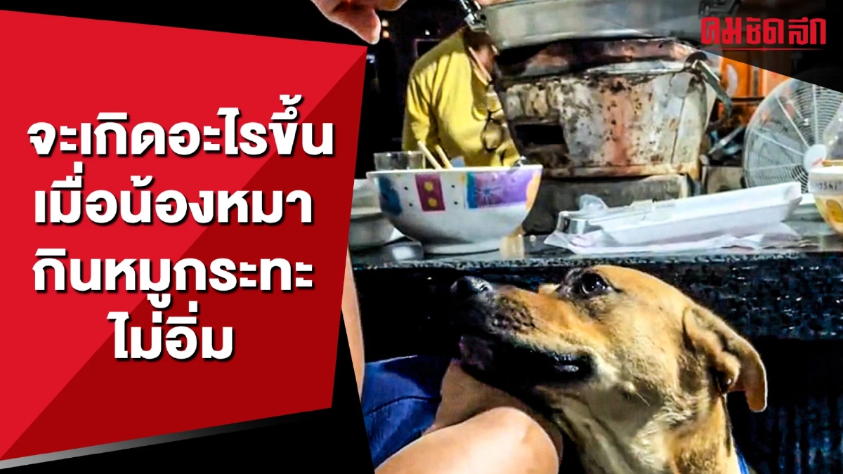 (คลิป) จะเกิดอะไรขึ้น เมื่อน้องหมากินหมูกระทะไม่อิ่ม
