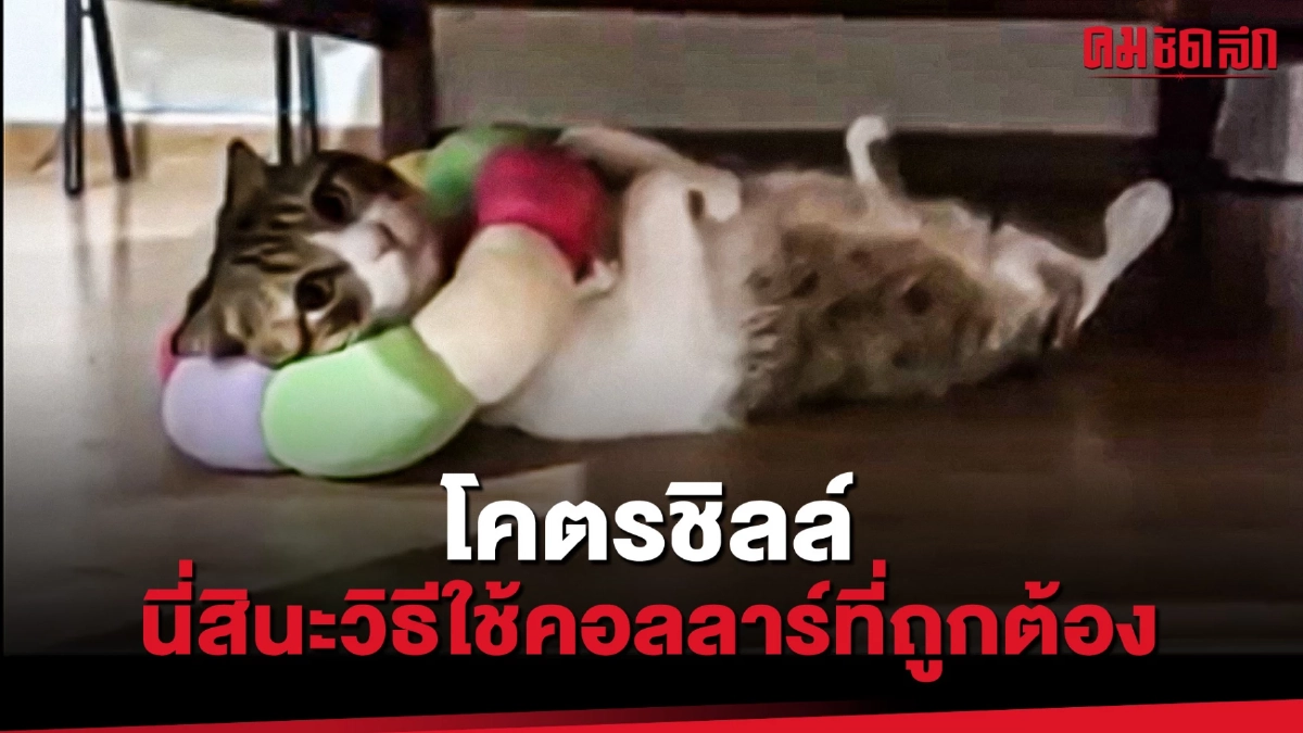 (คลิป) โคตรชิลล์ นี่สินะวิธีใช้คอลลาร์แมวที่ถูกต้อง