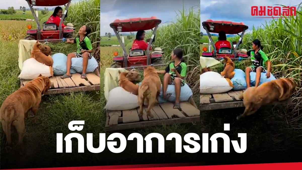 (คลิป) เก็บอาการเก่ง ระดับขุนแผนแล้วบ่ค่อยปานได๋ดอก (คลิป) เก็บอาการเก่ง ระดับขุนแผนแล้วบ่ค่อยปานได๋ดอก
