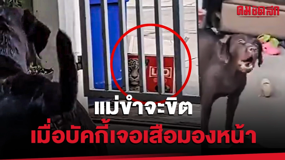 (คลิป) แม่ขำจะขิต เมื่อบัคกี้เจอเสือมองหน้า