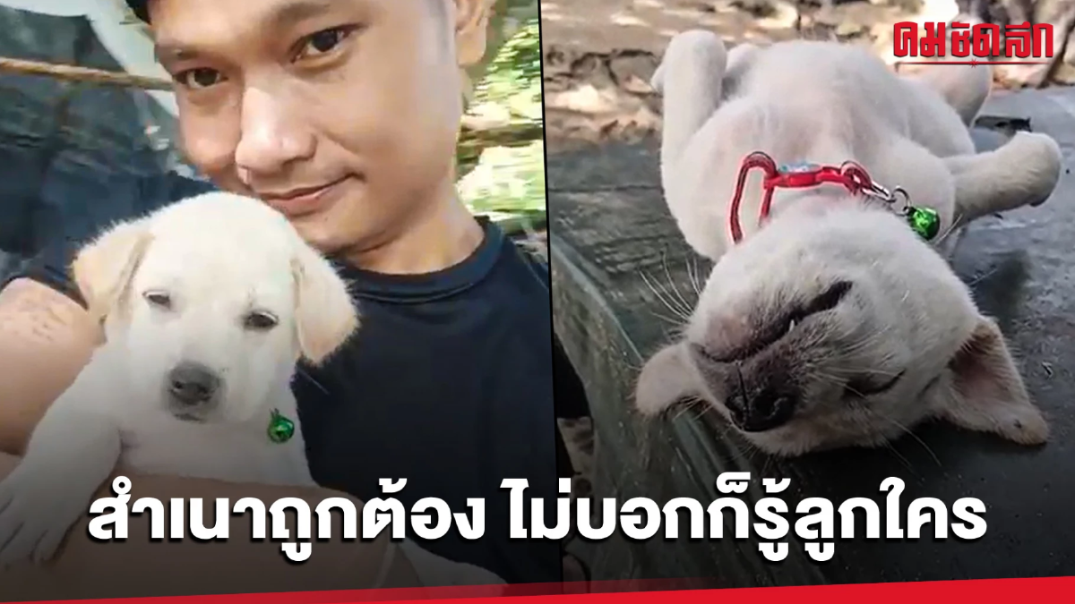 (คลิป) พ่อสิงห์หัวจะปวด DNA ชัดขนาดนี้ไม่บอกก็รู้ว่าลูกใคร (คลิป) พ่อสิงห์หัวจะปวด DNA ชัดขนาดนี้ไม่บอกก็รู้ว่าลูกใคร