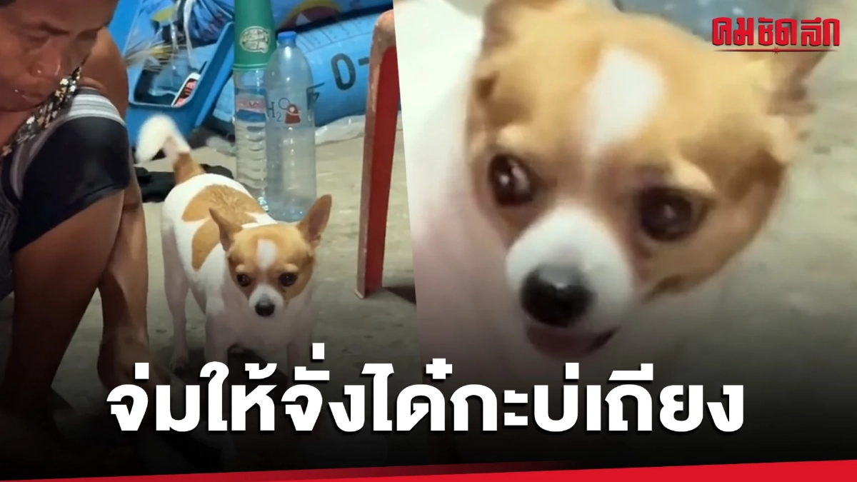 (คลิป) ยายสุดจะทน เมื่อลูกเอาหมาพันธุ์นี้มาเลี้ยง (คลิป) ยายสุดจะทน เมื่อลูกเอาหมาพันธุ์นี้มาเลี้ยง