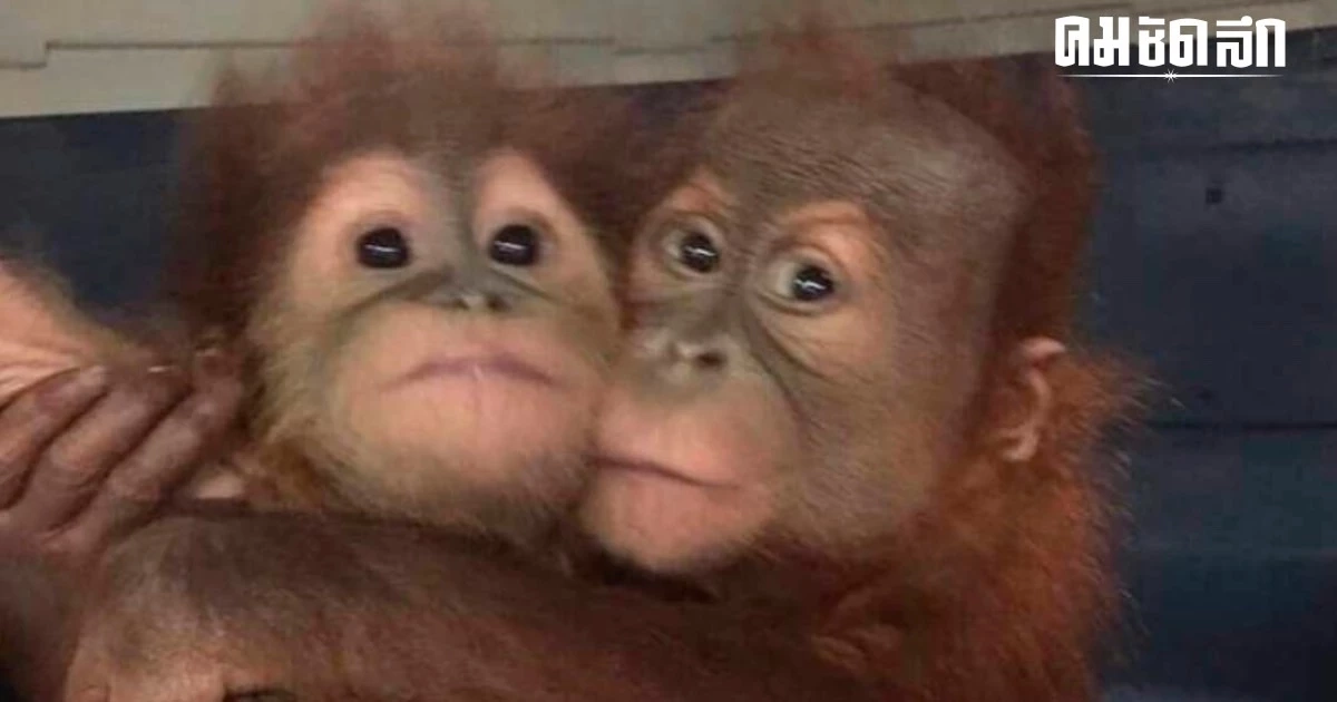 ทส. ส่งคืนอินโดฯ 3 'ลิงอุรังอุตัง' ของกลางแก๊งค้าสัตว์ป่าล็อตสุดท้าย