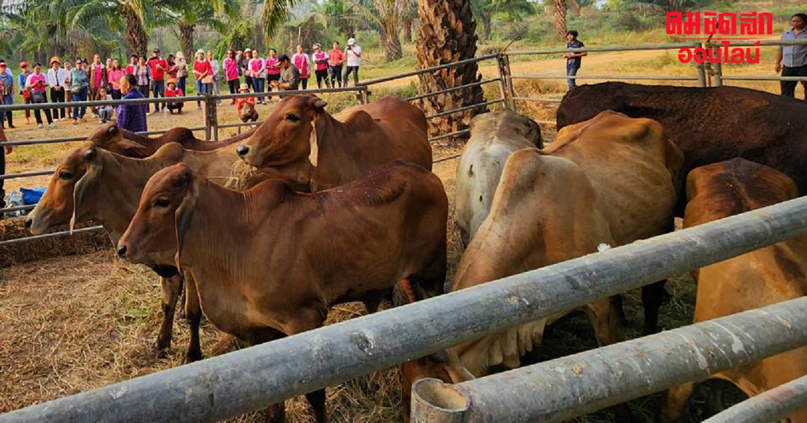 'สมศักดิ์' ชวนร่วมโครงการ 'โคแสนล้าน' ยืนยันสร้างรายได้จริง