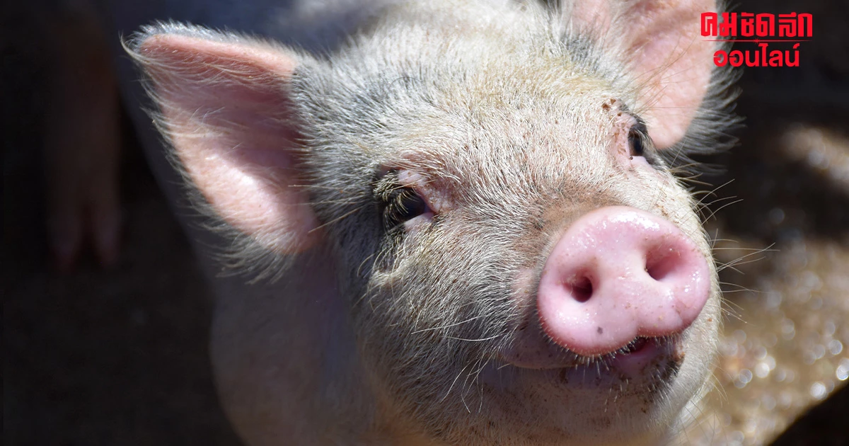 ฮือฮา 'ปลูกถ่ายไตหมูสู่คน' ในผู้ป่วยโรคไตระยะสุดท้าย สำเร็จครั้งแรกของโลก ฮือฮา 'ปลูกถ่ายไตหมูสู่คน' ในผู้ป่วยโรคไตระยะสุดท้าย สำเร็จครั้งแรกของโลก