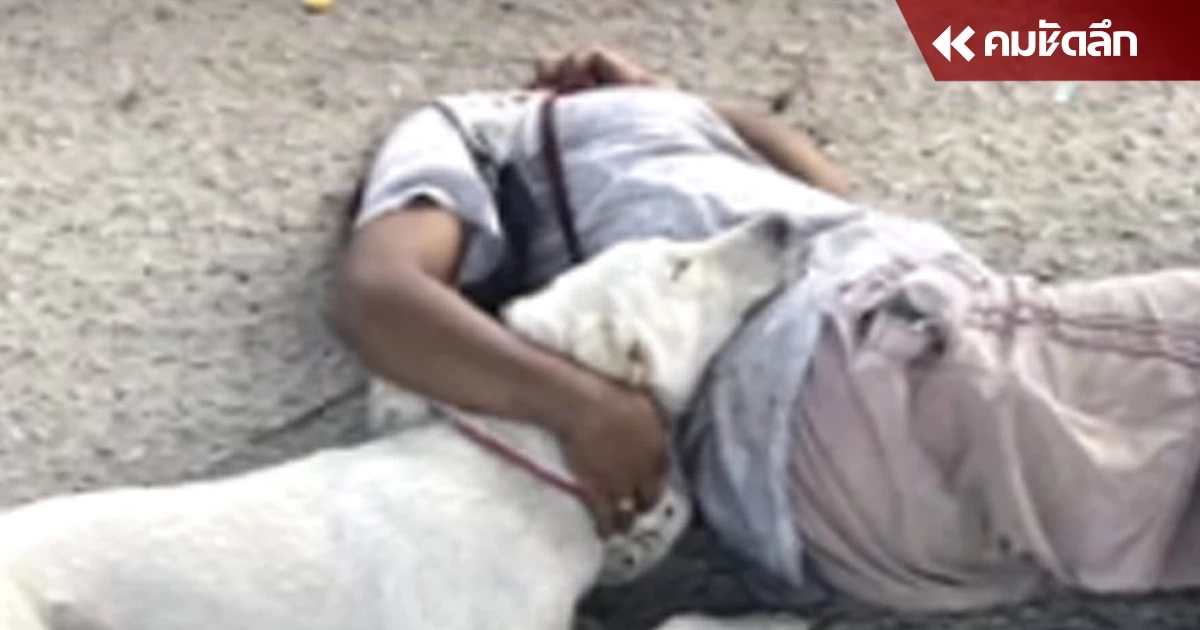 เจ้าตูบแสนรู้ เฝ้าร่างเจ้านายไม่ห่าง หลังหมดสติข้างถนน