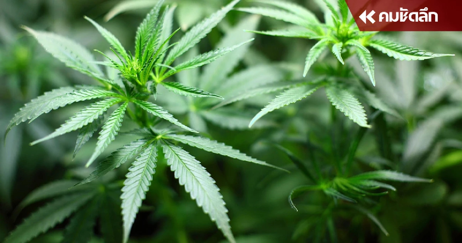 รมว.สธ. เผย นายกฯ สั่งดึงกัญชา กลับเป็นยาเสพติด ภายในสิ้นปีนี้