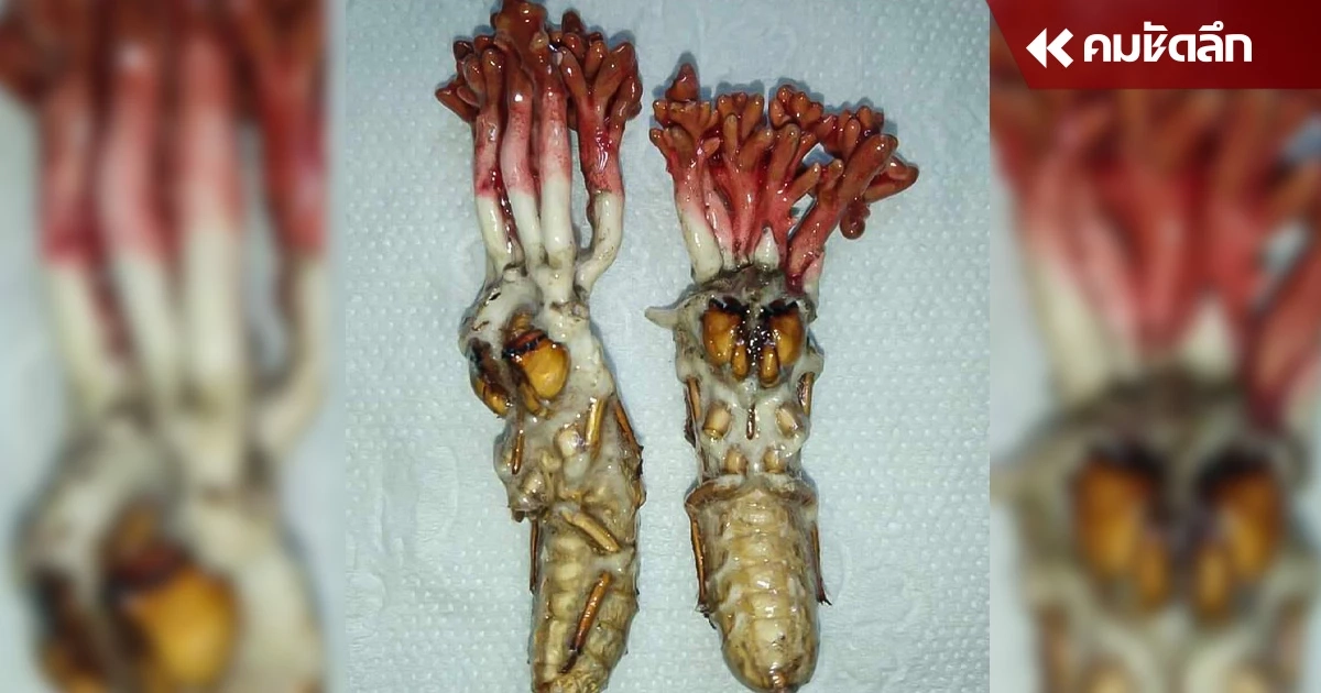 หนุ่มสงสัยตัวอะไร ชาวเน็ตช่วยตอบ บอกเป็นของดีสายมู เตือนต้มกินอาจถึงตาย