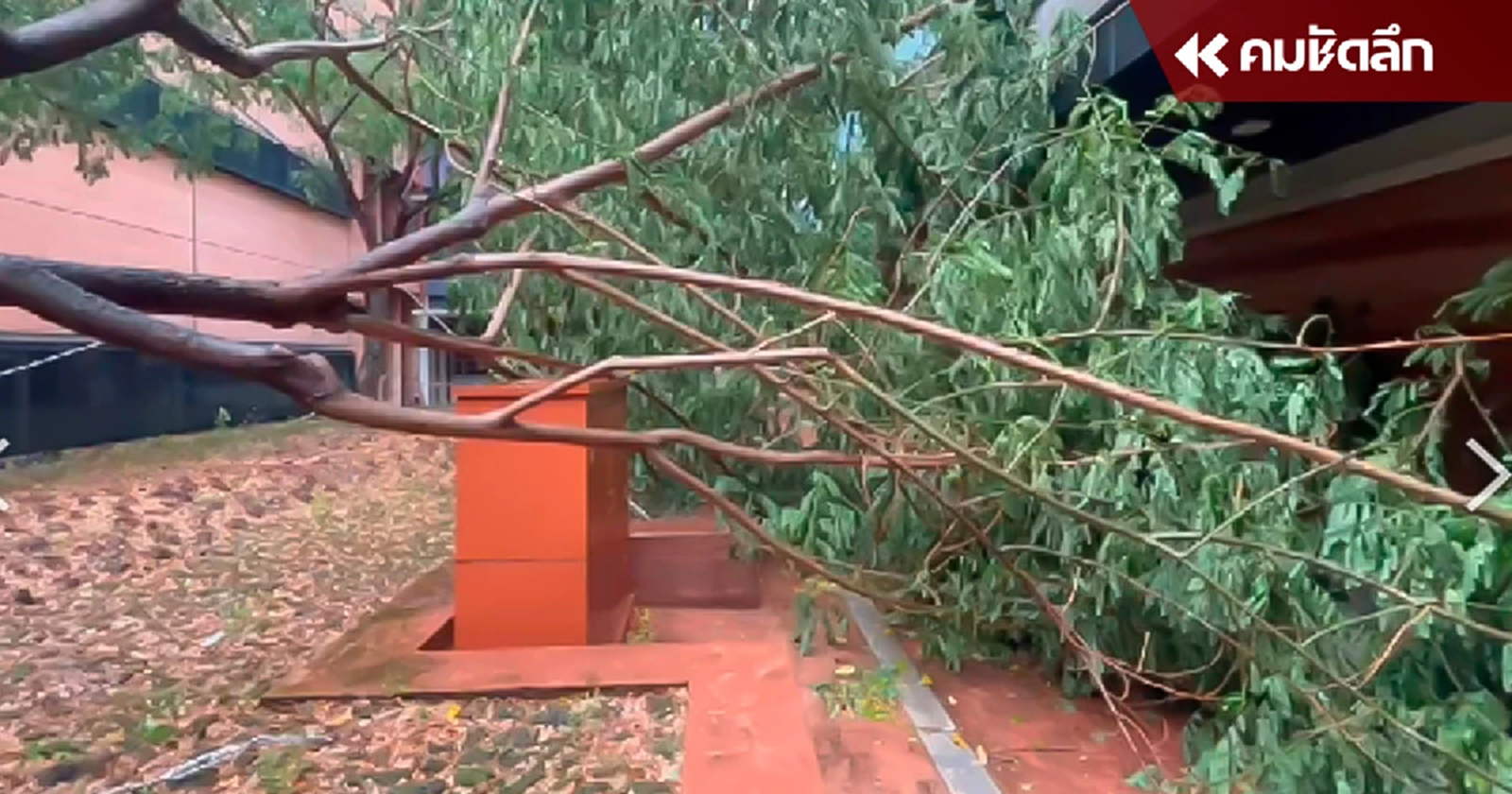 ฝนถล่มสภาฯหมื่นล้าน  ต้นไม้ใหญ่หักล้ม เสียหายหนัก