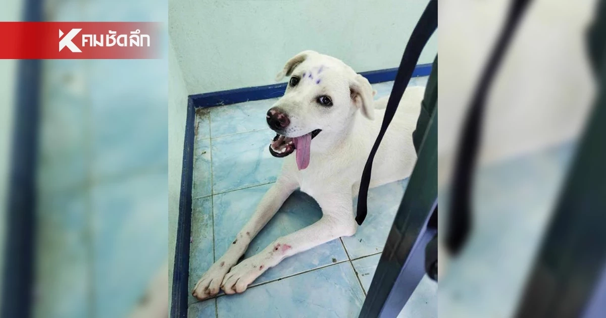 คลินิกรักษาสัตว์ โพสต์หาบ้านให้น้องหมา เผย เจ้าของบอกไม่เอาน้องแล้ว