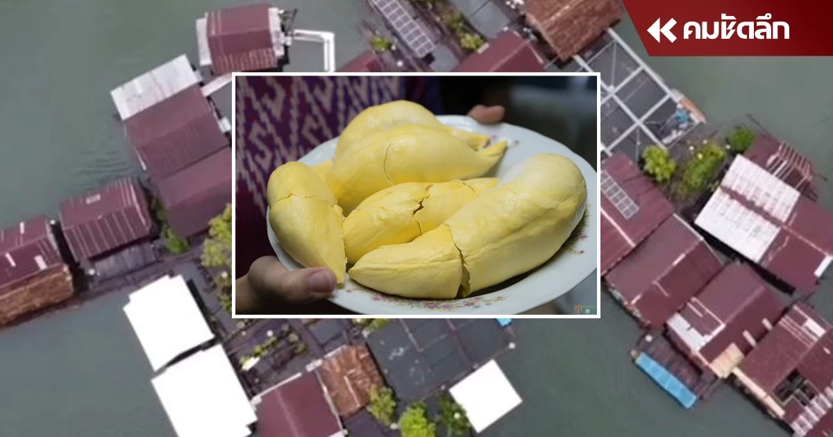 ตรวจ "ทุเรียนลอยน้ำ" ต้นแรกของโลก คุณภาพดี หวานมัน