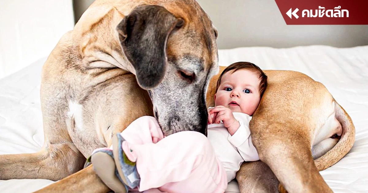 แนะวิธี การเตรียมตัวเลี้ยง "เด็กแรกเกิด" คู่กับสัตว์เลี้ยง  4 ขา