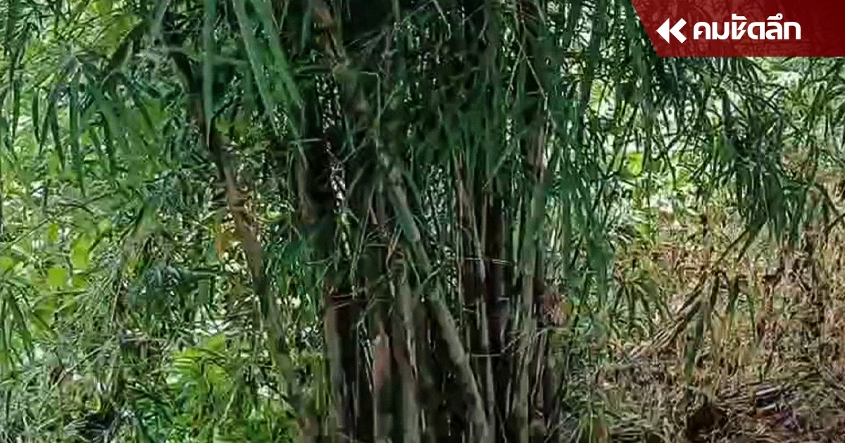 หนุ่มแรงงานผงะ เข้าป่าตัดไผ่ 1 ลำ เจอ ศพคนหาย ในบ่อน้ำ ลอยอืดชิ้นเนื้อหลุดหาย