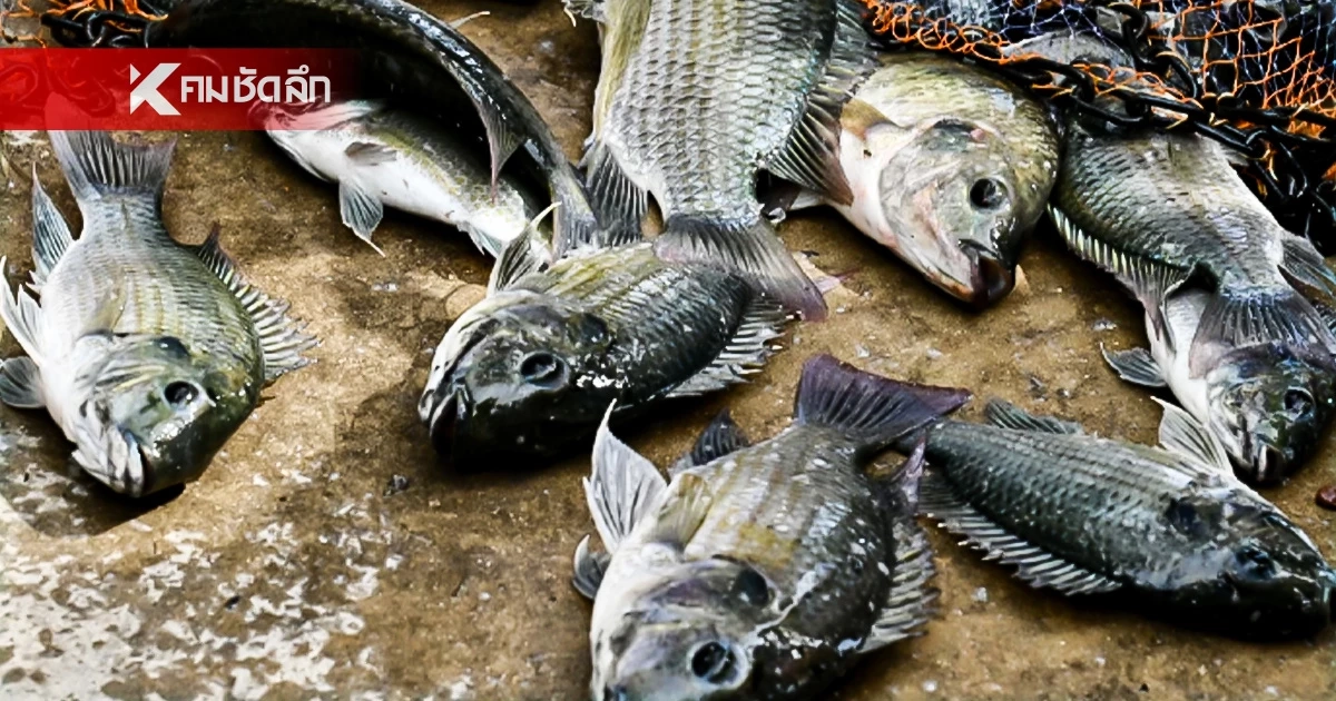 รัฐบาลเอาจริง ใช้งบ 450 ล้านบาท หวังจบปัญหาปลาหมอคางดำ
