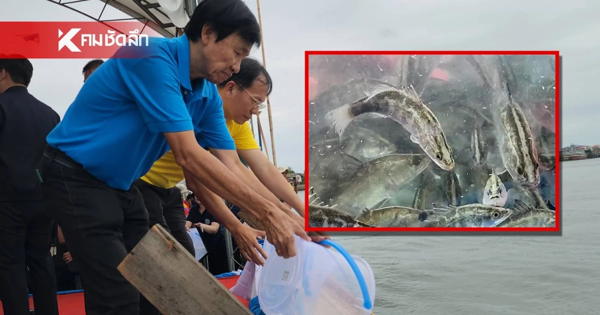 ประมงสมุทรสาคร ปล่อยปลากะพงขาว 3.5 หมื่นตัว ตัดวงจรลูกปลาหมอคางดำ