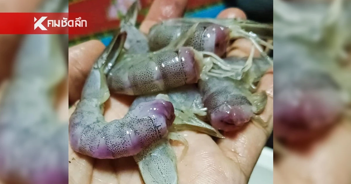 สาวช็อกหนัก สั่งกุ้งจากแพ เจอเนื้อกุ้งเป็นสีม่วง หวั่นอันตราย? สาวช็อกหนัก สั่งกุ้งจากแพ เจอเนื้อกุ้งเป็นสีม่วง หวั่นอันตราย?