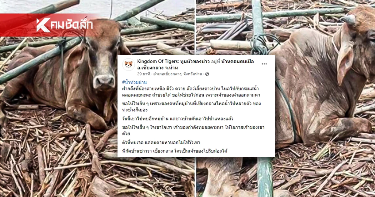เพจดังฝากชาวบ้านใจเย็นๆ เจอ 'วัวควาย' ไหลตามน้ำ อย่าเพิ่งชำแหละ จ.น่าน เพจดังฝากชาวบ้านใจเย็นๆ เจอ 'วัวควาย' ไหลตามน้ำ อย่าเพิ่งชำแหละ จ.น่าน