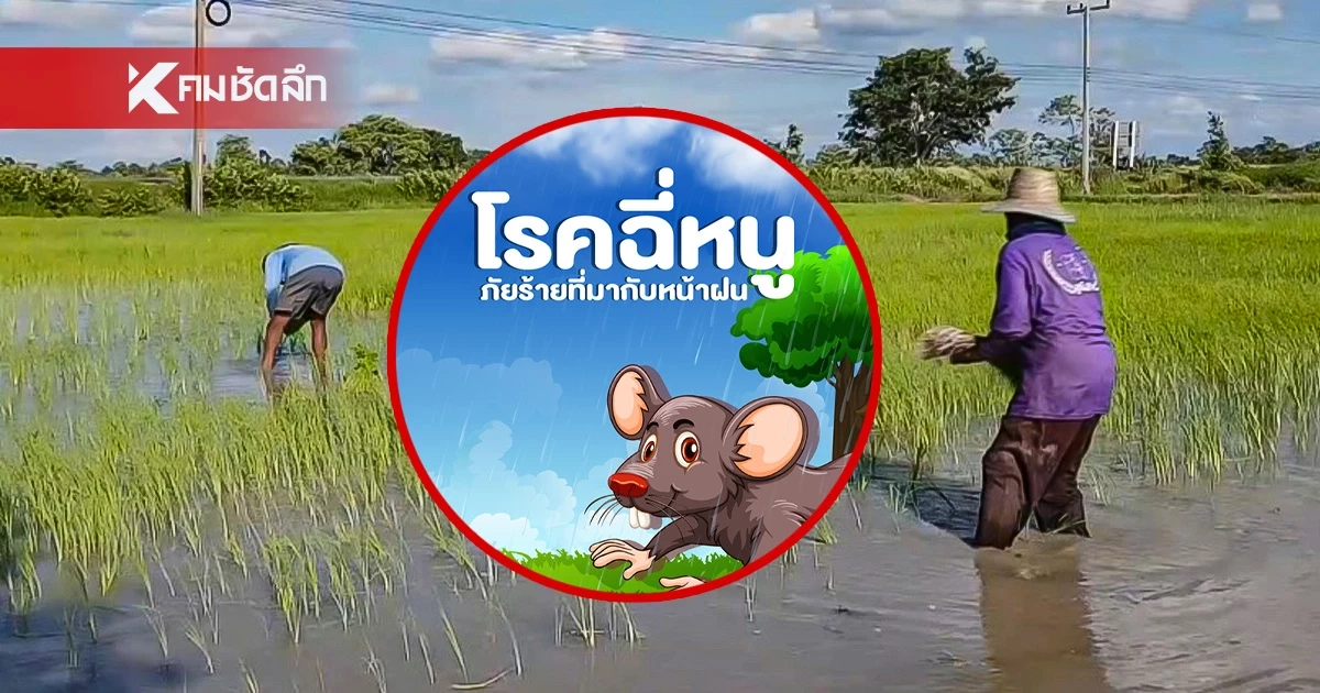 4 จังหวัดอีสานล่าง โรคฉี่หนูระบาด ป่วยแล้ว 81 ราย ดับ 2 ราย โคราชมากสุด 29 ราย