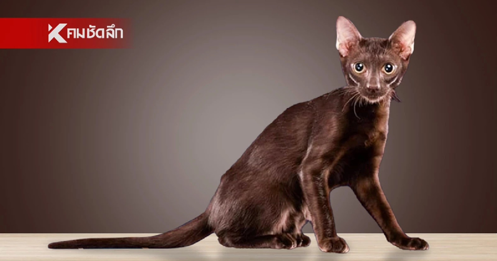 .แมวศุภลักษณ์ 1 ใน 5 แมวสายพันธุ์ไทยโบราณ มงคล ตามความหมายชื่อ ศุภลักษณ์.