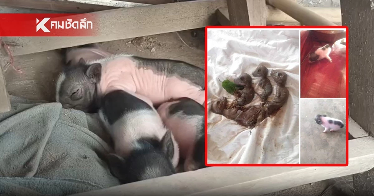 สุดแปลกสาวโพสต์ "หมูคลอดลูกเป็นหมา" เจ้าของเชื่อมาให้โชค