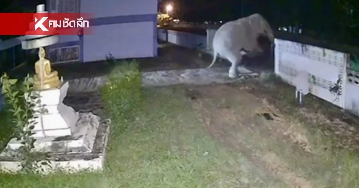 ชาวบ้านหนองปรือยาง ผวา! ช้างป่าหงุดหงิด บุกพังรั้วโรงเรียนกลางดึก ชาวบ้านหนองปรือยาง ผวา! ช้างป่าหงุดหงิด บุกพังรั้วโรงเรียนกลางดึก