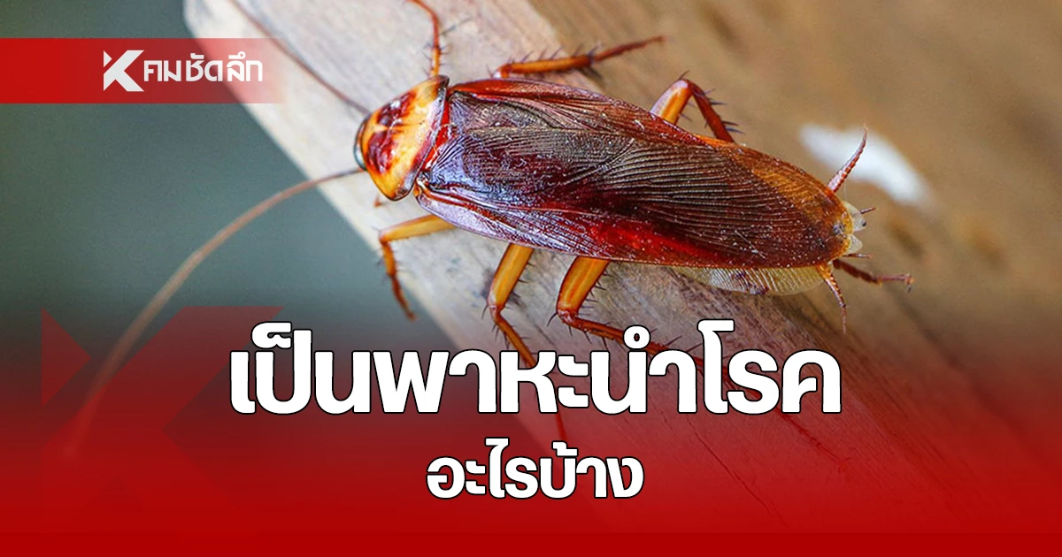 Deadly Hitchhikers: The Hidden Menace of Cockroaches Spreading Germs and Threatening Lives - News Directory 3