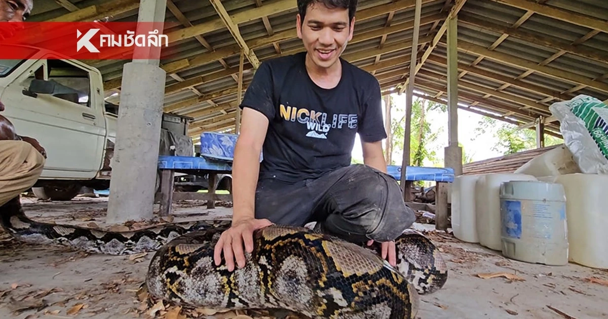 นิค อสรพิษวิทยา แนะวิธีเอาตัวรอด ต้องทำอย่างไร หากถูกงูรัด นิค อสรพิษวิทยา แนะวิธีเอาตัวรอด ต้องทำอย่างไร หากถูกงูรัด