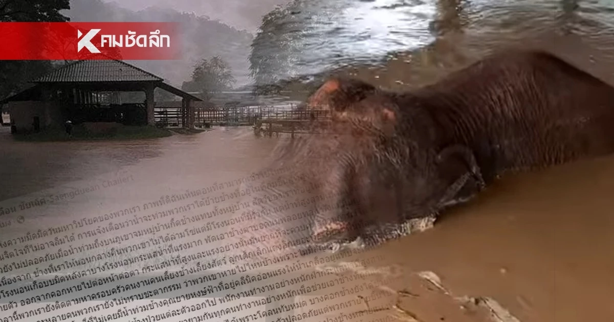 แสงเดือน โพสต์เศร้าภาพติดตา มวลน้ำมหาวิปโยค พัด ช้าง สัตว์นับสิบหายต่อหน้า แสงเดือน โพสต์เศร้าภาพติดตา มวลน้ำมหาวิปโยค พัด ช้าง สัตว์นับสิบหายต่อหน้า