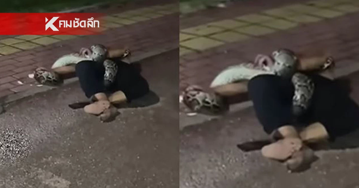 หนุ่มเมาแอ๋ หยอกเหลือม 2 เมตรในป่า โดนตามรัดร่างเกือบขิต จนท. เตือนอย่าแหย่ หนุ่มเมาแอ๋ หยอกเหลือม 2 เมตรในป่า โดนตามรัดร่างเกือบขิต จนท. เตือนอย่าแหย่