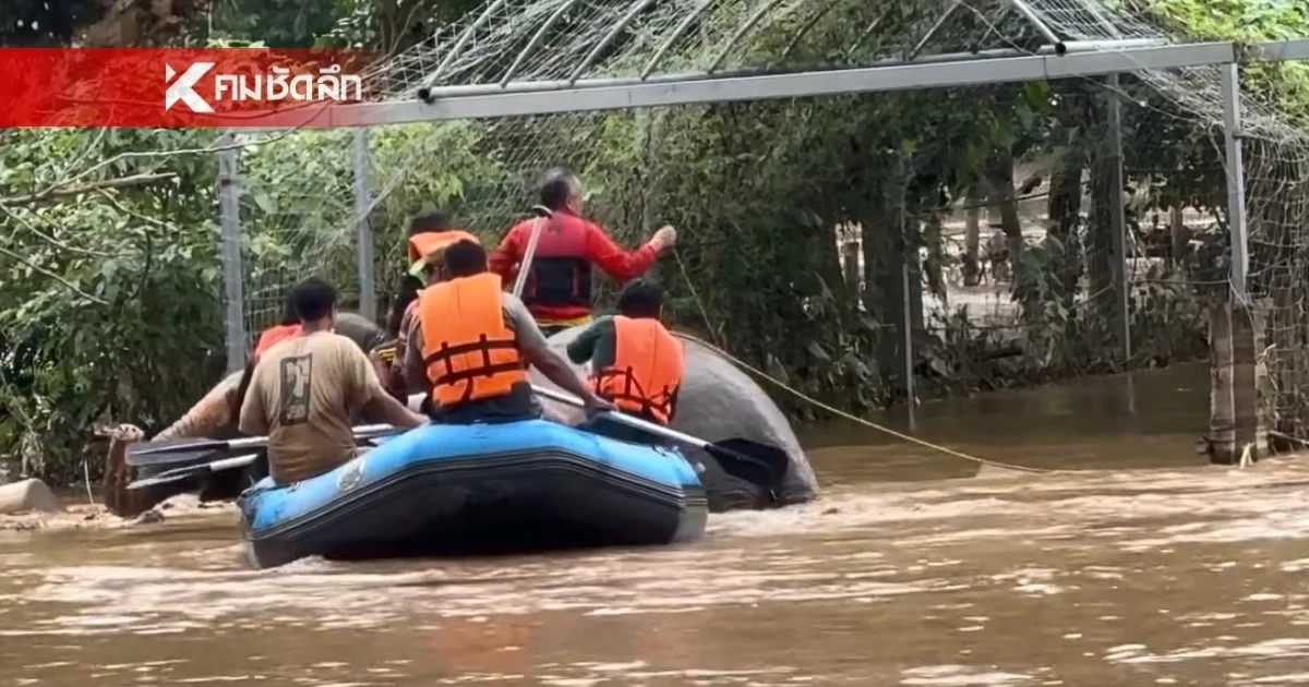 "แม่เล็ก แสงเดือน" ขอบคุณทุกหน่วยงาน ช่วยอพยพช้าง ย้ำ จะนำไปเป็นบทเรียน