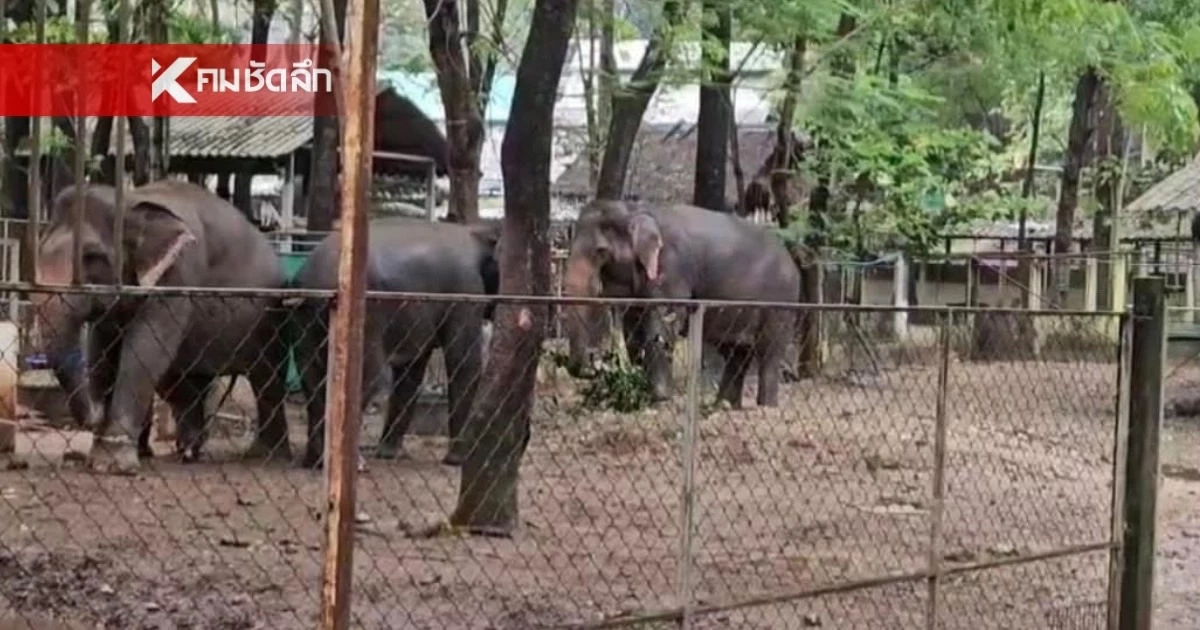 สรุปการช่วยเหลือช้าง ศูนย์บริบาลช้าง ปลอดภัย 114 เชือก สูญหาย 1 ล้ม 2 เชือก
