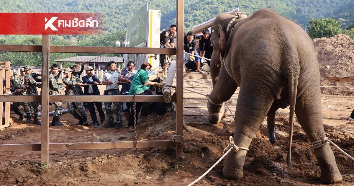 ภารกิจสำเร็จ ย้าย "พลายขุนเดช" ออกจาก ENP เข้ารับการรักษาเท้าหน้าซ้าย ภารกิจสำเร็จ ย้าย "พลายขุนเดช" ออกจาก ENP เข้ารับการรักษาเท้าหน้าซ้าย
