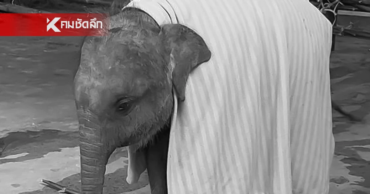 กลับดาวช้าง "น้องกันยา" ล้มแล้ว คนรักช้างเศร้าส่ง ลูกสาวแห่งชาติ เดินทาง กลับดาวช้าง "น้องกันยา" ล้มแล้ว คนรักช้างเศร้าส่ง ลูกสาวแห่งชาติ เดินทาง