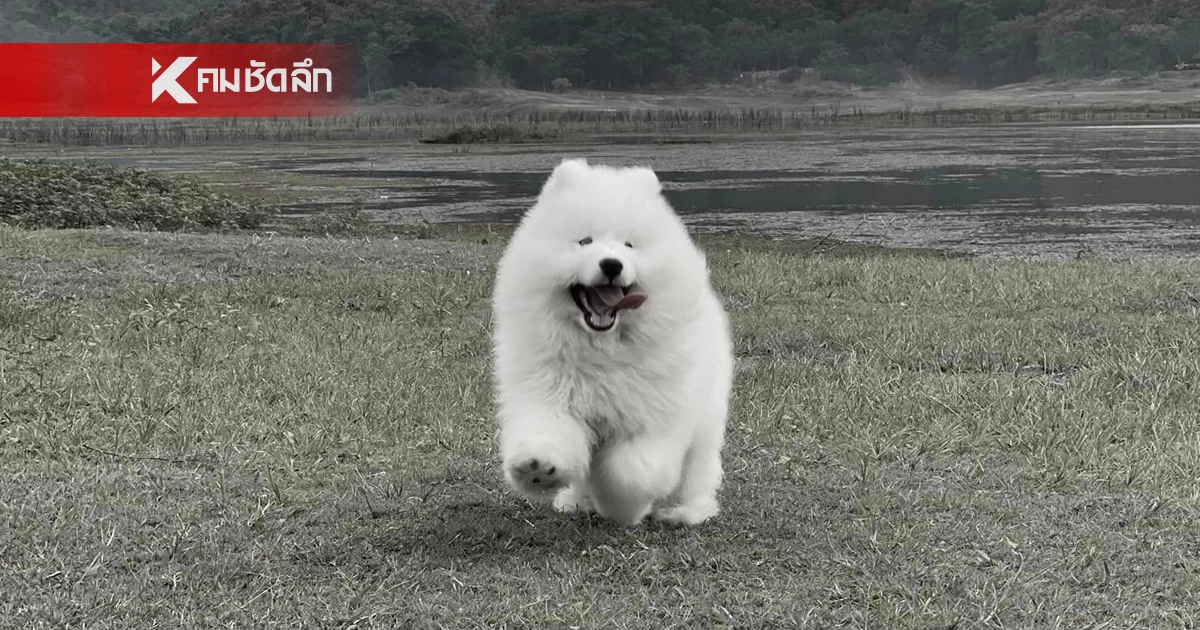 เจ้าของใจสลาย "น้องหยางหยาง" สุนัขแสนรัก ตกใจเสียงประทัด ช็อกเสียชีวิต เจ้าของใจสลาย "น้องหยางหยาง" สุนัขแสนรัก ตกใจเสียงประทัด ช็อกเสียชีวิต