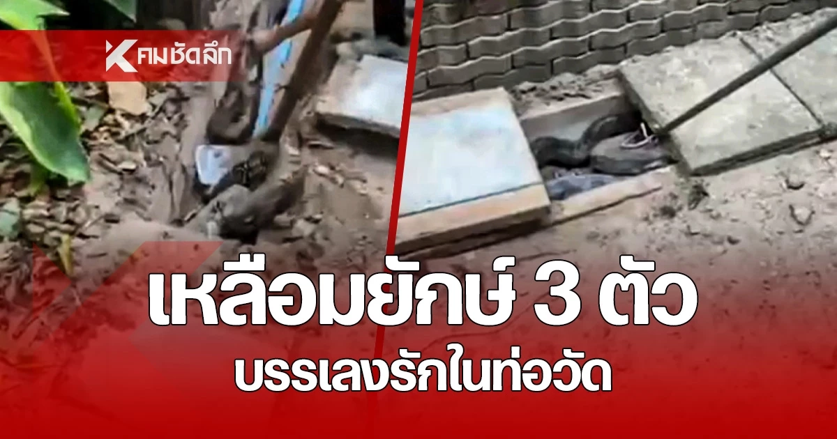 แห่ส่องเลขเด็ดวุ่น! เหลือมยักษ์ 3 ตัว พลอดรักฟัดเหวี่ยงกันในท่อวัด