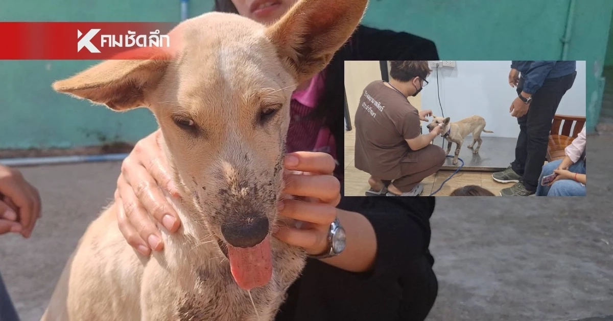 "เจ้าโอเลี้ยง" หมาแสนรู้ ถูกรถชนกรามหัก  ถึงมือหมอแล้ว