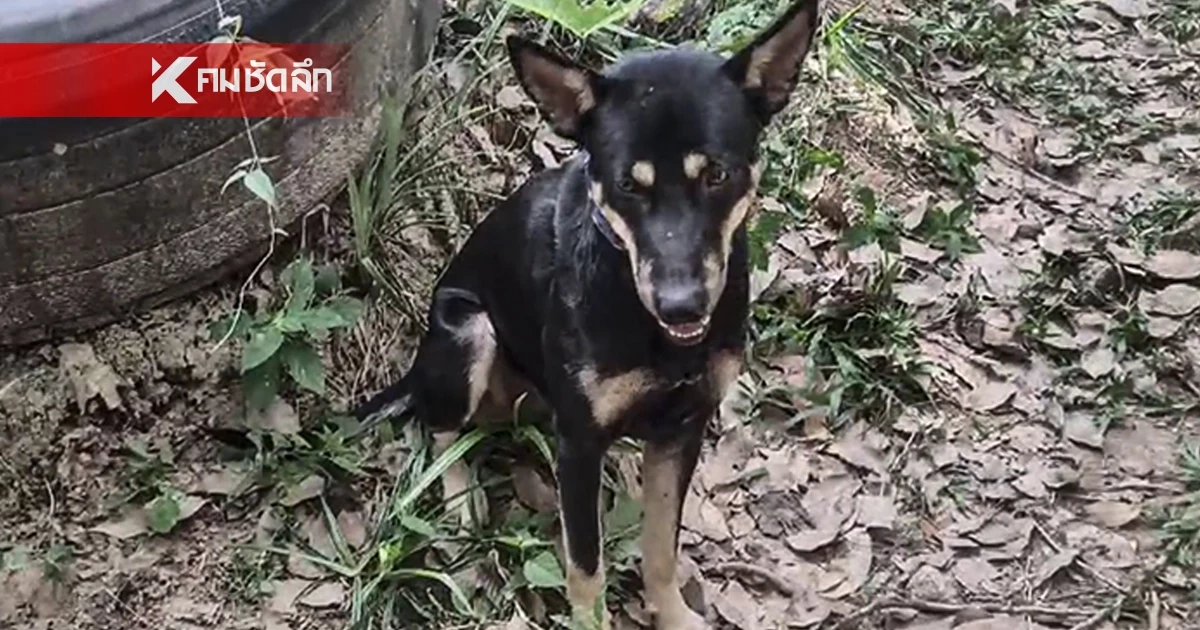 หมากัดกันเป็นเหตุ อดีตสารวัตรกำนัน รัวยิงคู่กรณี ดับ 1 เจ็บ 2