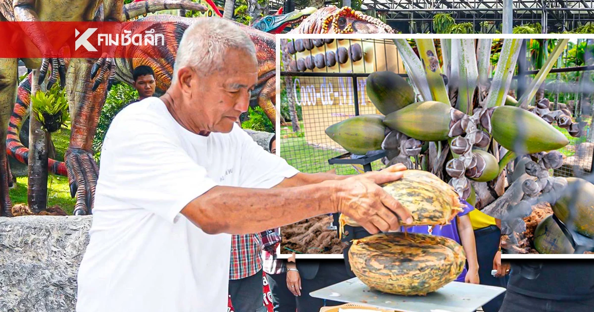 ฮือฮา! พบเมล็ดแฝด "มะพร้าวทะเล" หายาก มูลค่าทะลุล้านบาท