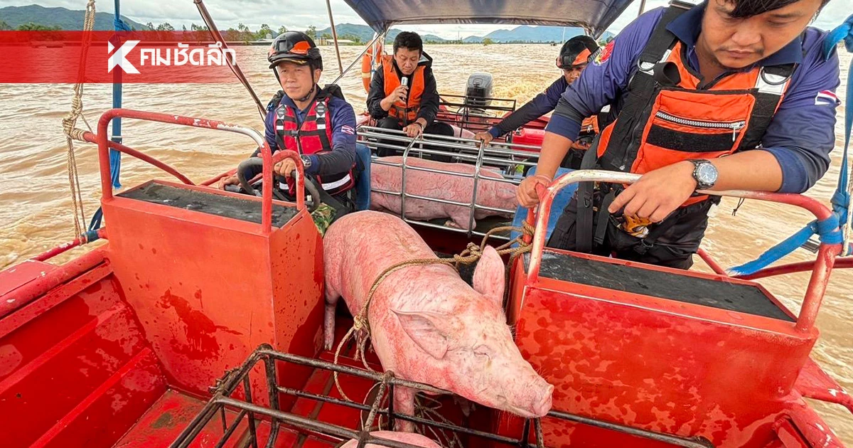 ทุลักทุเล! อบจ.เชียงราย ลุยขนย้ายหมู กว่า 1 พันตัว หนีน้ำท่วม