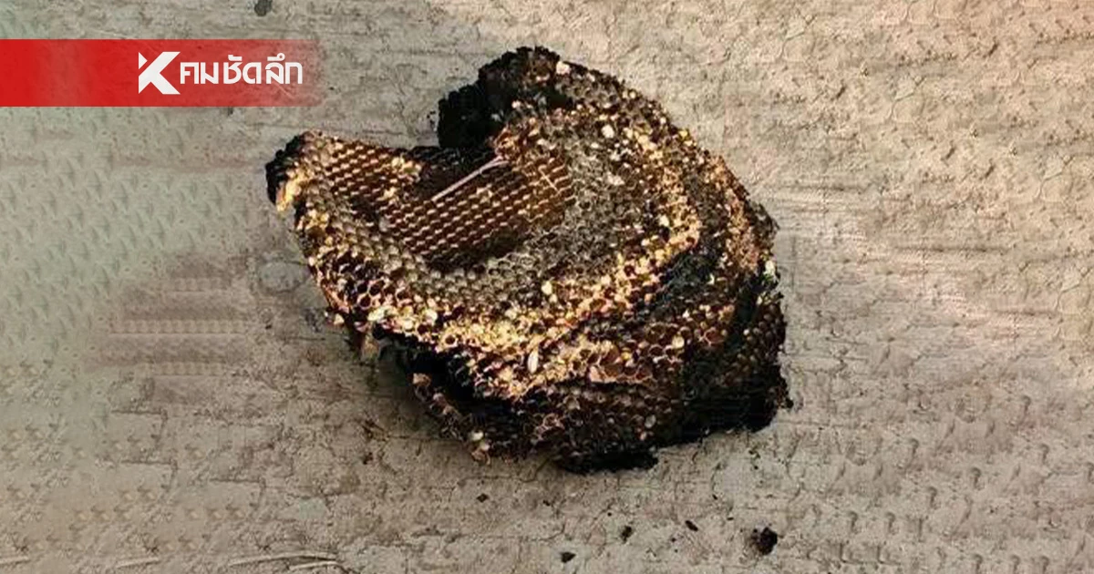 สลด เด็ก 2 ขวบ ถูกต่อหัวเสือรุมต่อย 60 ตัวดับ พ่อกอดลูกโดนด้วยสาหัส