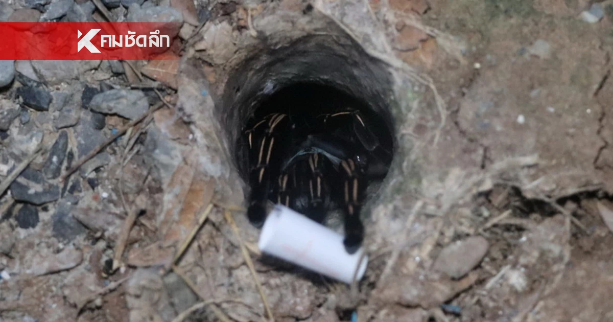 มาแล้ว เลขเด็ด "พญาบึ้ง" ท่ามกลางสายฝน หลังคอหวยจุดธูปขอโชค