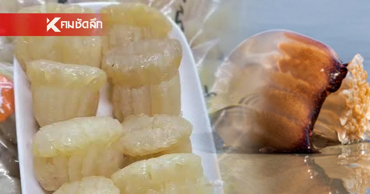 เมนูสุดฮิต "แมงกะพรุนหัวกระสุน" กินมั่วขิตได้ แนะห้ามกินคู่กับอะไรบ้าง