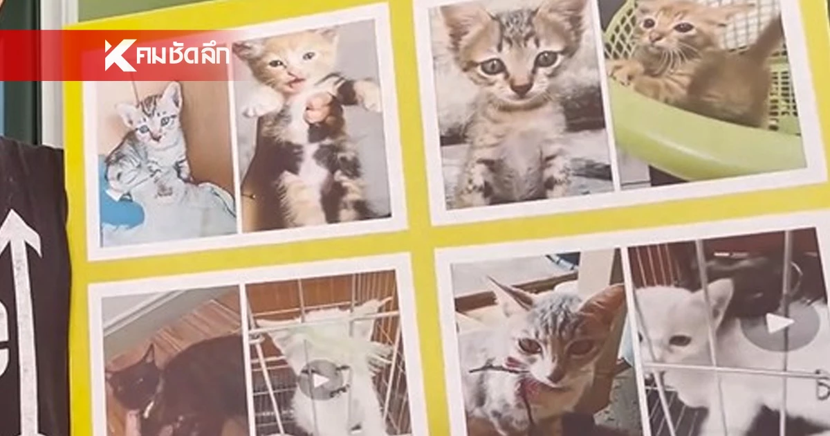 ชะตากรรมแมวหาบ้าน หนุ่มไปรับเลี้ยง กว่า 10 ตัว สุดท้ายอ้าง ตายหมดแล้ว