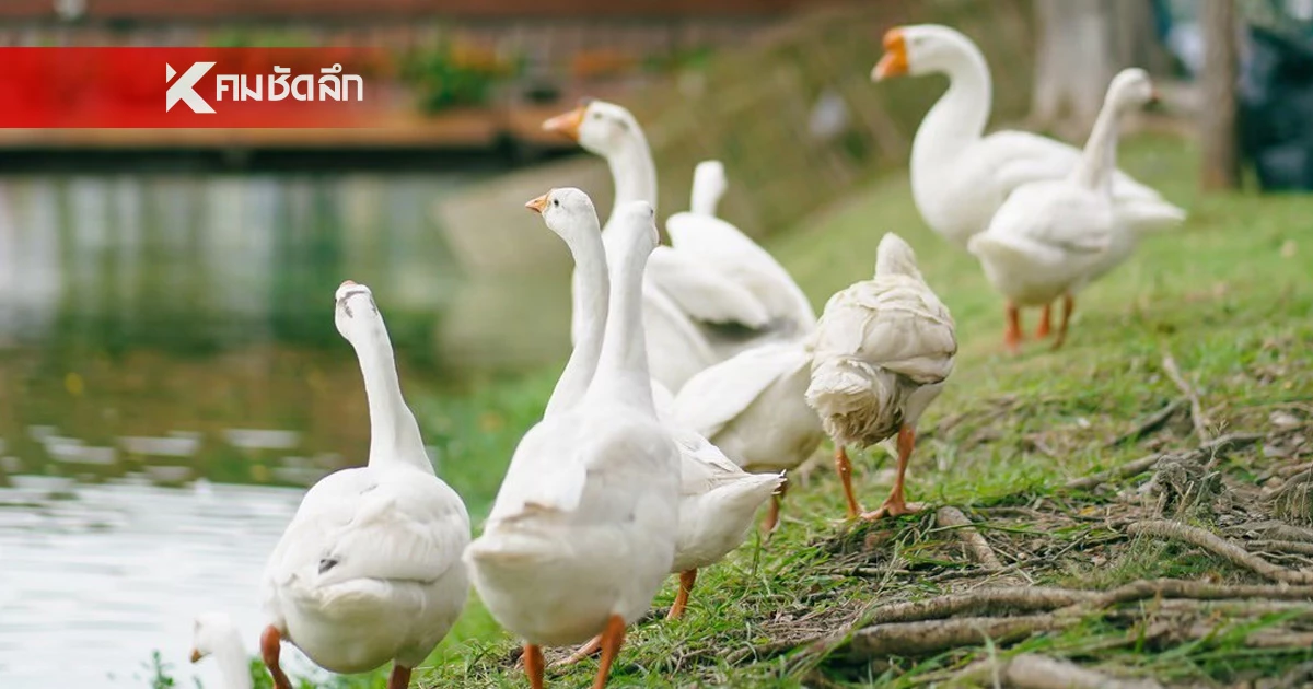 เทศบาลนครเชียงใหม่ เปิดตัว "น้องห่าน" เจ้าพนักงาน กำจัดจอกแหน