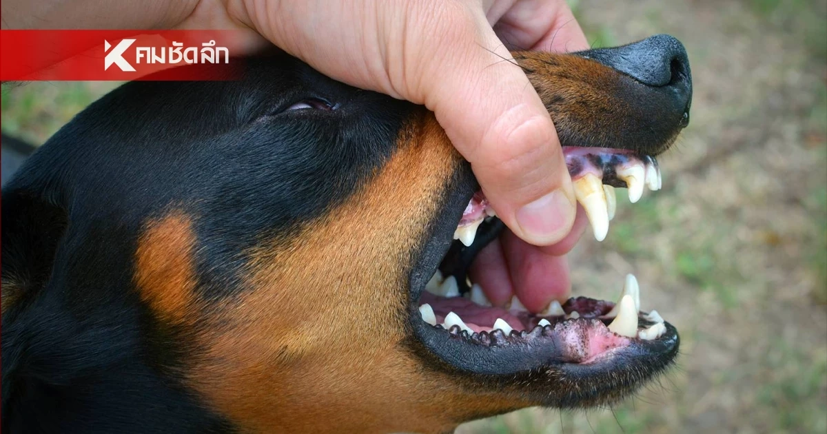 เช็กพื้นที่ ประกาศเขตโรคระบาด "พิษสุนัขบ้า" ห้ามเคลื่อนย้ายสัตว์