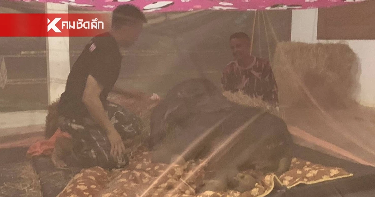 อัปเดตอาการ "น้องข้าวต้ม" ลูกช้างป่าพลัดหลง หลังถึงศูนย์ฯ บึงฉวาก