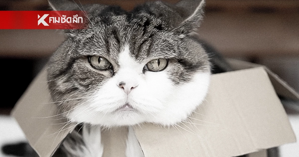 แฟนคลับเศร้า "มารุ แมวกล่อง" ข้ามสะพานสายรุ้ง กลับดาวแมวแล้ว