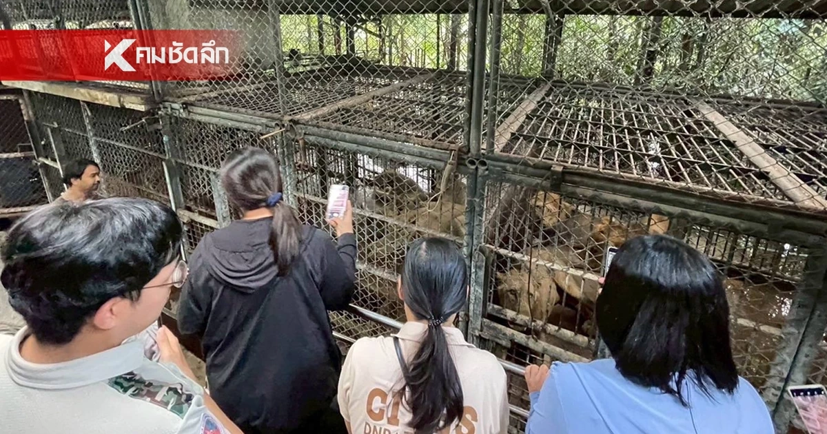 กรมอุทยานฯ เผยผลตรวจ สวัสดิภาพสัตว์ในกรงพัก "เสือ-สิงโต" ของซาฟารีเวิลด์