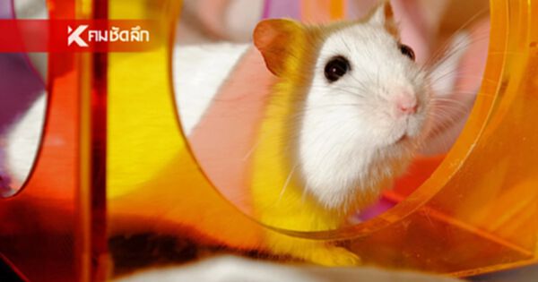 อัยการไต้หวัน สั่งฟ้องหญิงไทย จับหนูแฮมสเตอร์ 10 ตัว กดลงชักโครก อัยการไต้หวัน สั่งฟ้องหญิงไทย จับหนูแฮมสเตอร์ 10 ตัว กดลงชักโครก