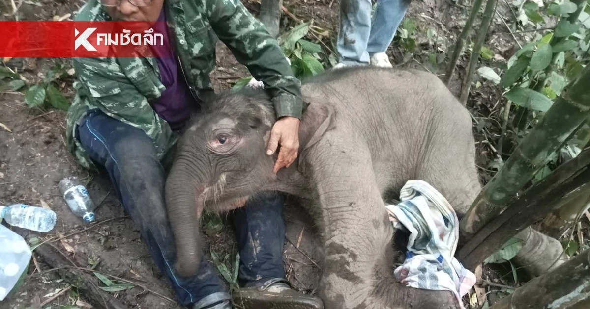 รุดช่วยลูกช้าง แม่คลอดทิ้งกลางป่า อช.ลำคลองงู สภาพอิดโรย-บาดเจ็บที่ขา